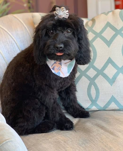 Black doodle with a bow, posing on a chair