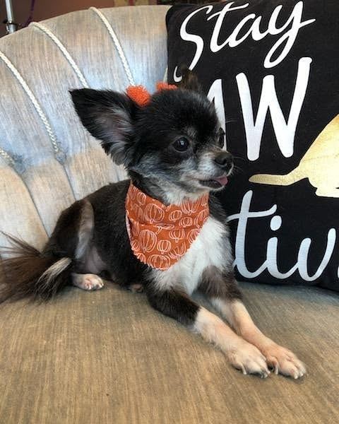 Long-haired chihuahua with an orange pumpkin bandana