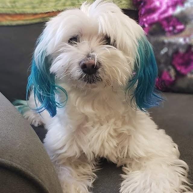 White Maltese with ears dyed blue