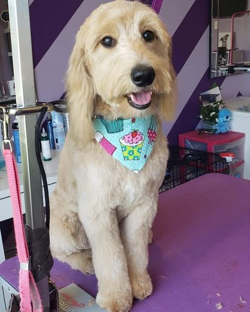 Golden doodle with a cupcake bandana sitting on the grooming table