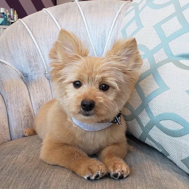 Pomeranian with a short teddy-bear cut